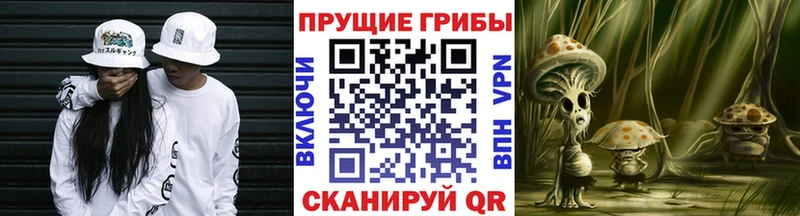 Галлюциногенные грибы Psilocybine cubensis  Абакан 