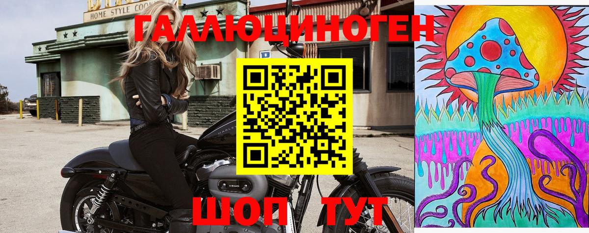 Псилоцибиновые грибы Psilocybine cubensis Абакан