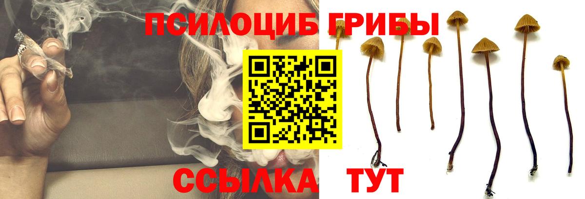 Псилоцибиновые грибы Psilocybe  Галлюциногенные грибы Psilocybine cubensis  Абакан 
